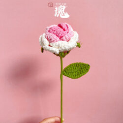 Květiny Růžové gradientní růže