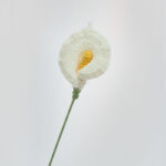 Calla Lily