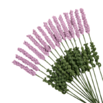 Levandule - Obrázek 8