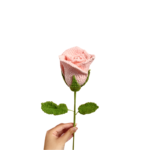 Růže Jedna hotová světle růžová růže ze sklenice na víno - Obrázek 3
