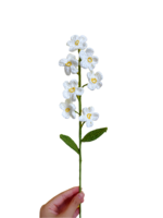 Květiny Bílá pomněnka - Obrázek 2