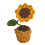 Kvetina v květináči Slunečnice hrnková rostlina - Obrázek 6