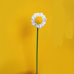 Květiny Bílý heřmánek