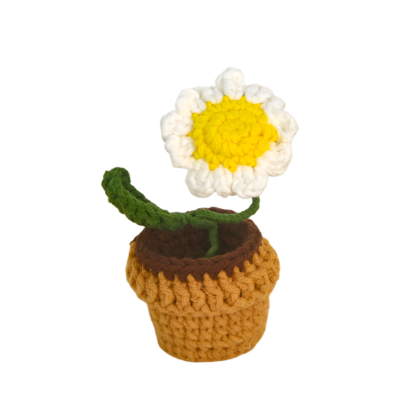 Kvetina v květináči Malá sedmikráska hrnková rostlina - Obrázek 6