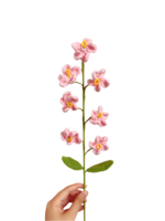 Květiny Růžová Forget-Me-Not - Obrázek 2