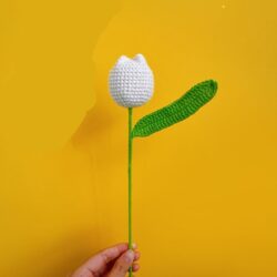 Květiny Bílý buclatý tulipán