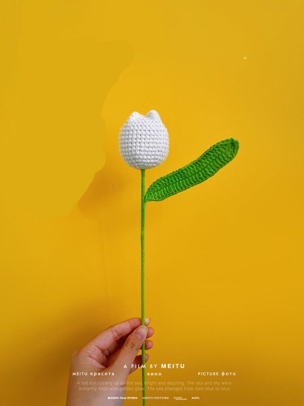 Květiny Bílý buclatý tulipán - Obrázek 1